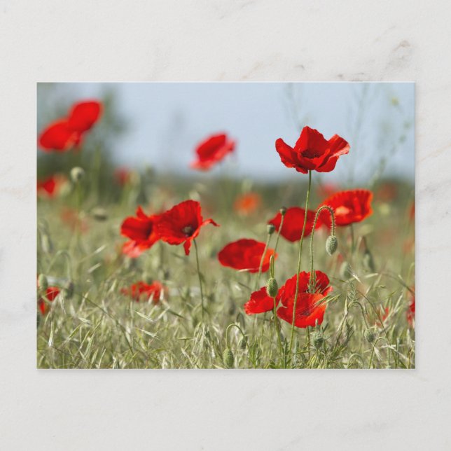 red poppies on the field postcard (Front)