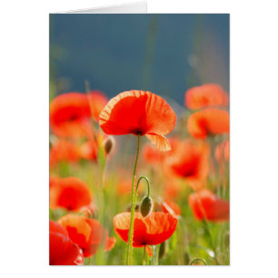 Red Poppies Poppy Flowers Blue Sky