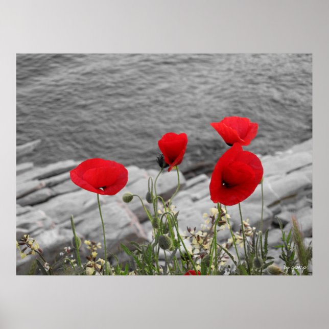 red poppies poster (Front)