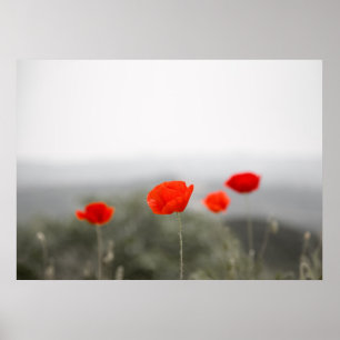 Red poppies poster/canvas print