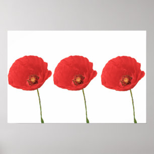 Red Poppies Poster Print