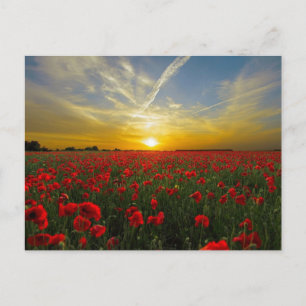 Red poppies sunset postcard