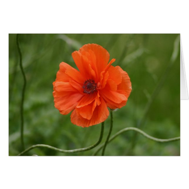 Red Poppy (Front Horizontal)