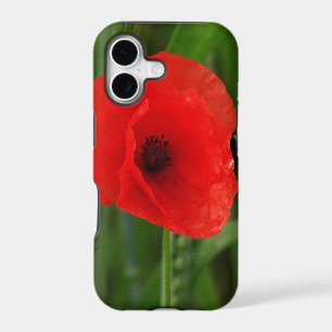 Red poppy