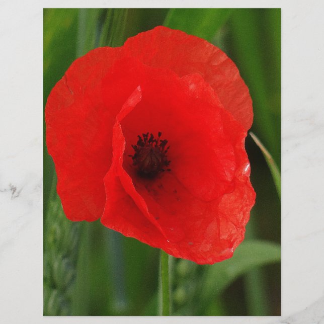 Red poppy (Front)