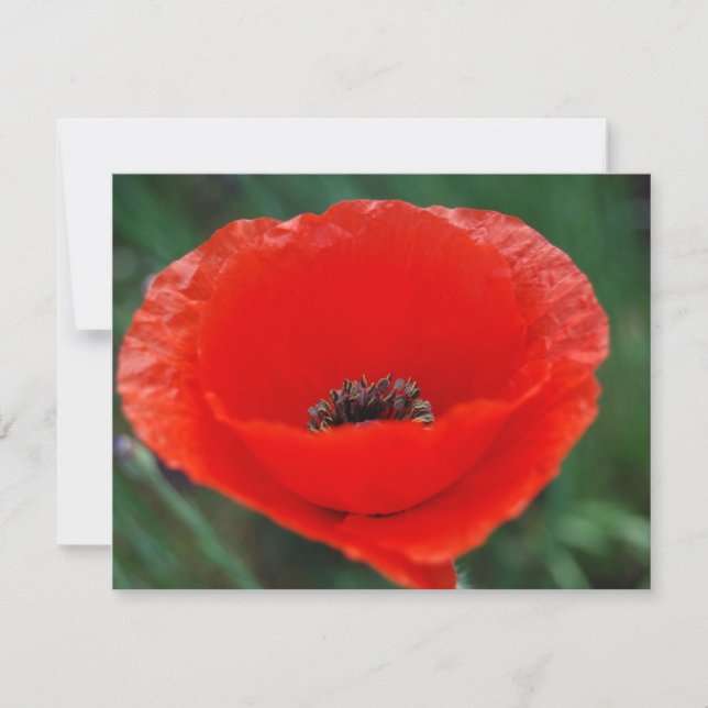 Red poppy and meaning (Front)