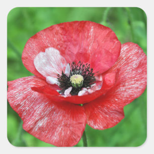 Red poppy beauty square sticker