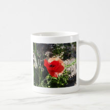 Red Poppy