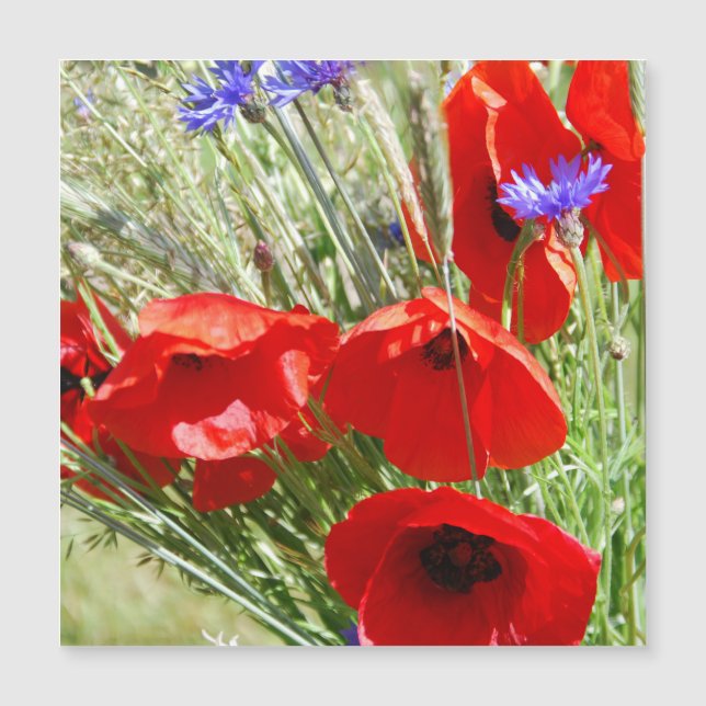 Red Poppy, Cottage Garden  photo (Front)