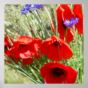 Red Poppy, Cottage Garden photo Poster