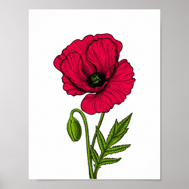 Red poppy drawing poster (Front)