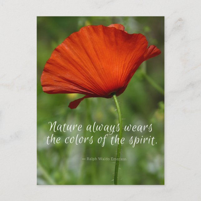 Red Poppy Emerson Quote Postcard (Front)