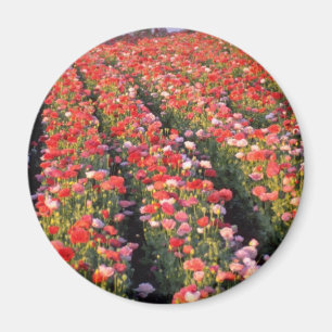 Red Poppy field flowers Magnet
