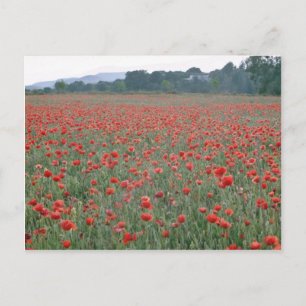Red Poppy field, Kent, England flowers Postcard