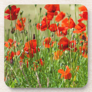 Red poppy field view coasters