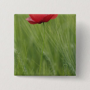 Red poppy flower among wheat crop, Tuscany, 15 Cm Square Badge