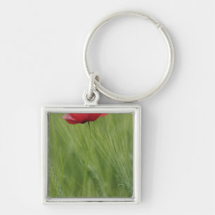 Red poppy flower among wheat crop, Tuscany, Key Ring