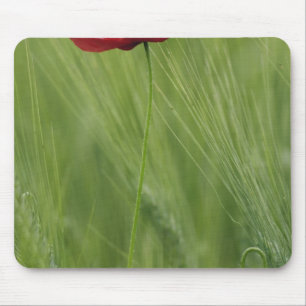 Red poppy flower among wheat crop, Tuscany, Mouse Pad