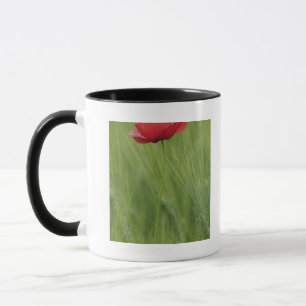Red poppy flower among wheat crop, Tuscany, Mug