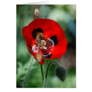 Red Poppy Flower - Bee Invasion