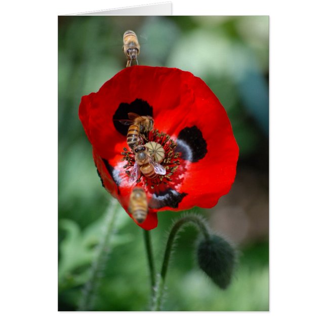 Red Poppy Flower - Bee Invasion (Front)