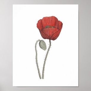 Red Poppy Flower Botany Poster
