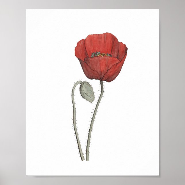 Red Poppy Flower Botany Poster (Front)