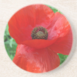 Red Poppy Flower Coaster