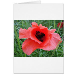 Red poppy flower cup