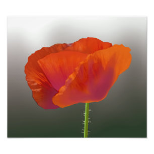 Red poppy flower Photo Print