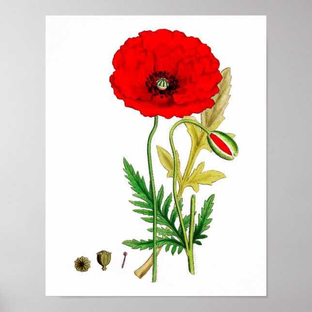 Red Poppy Flower Poster print #8 (Front)