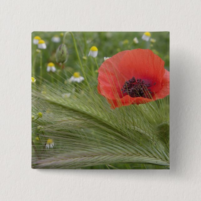 Red poppy flower, Tuscany, Italy 15 Cm Square Badge (Front)