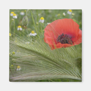 Red poppy flower, Tuscany, Italy Magnet
