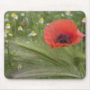Red poppy flower, Tuscany, Italy Mouse Pad