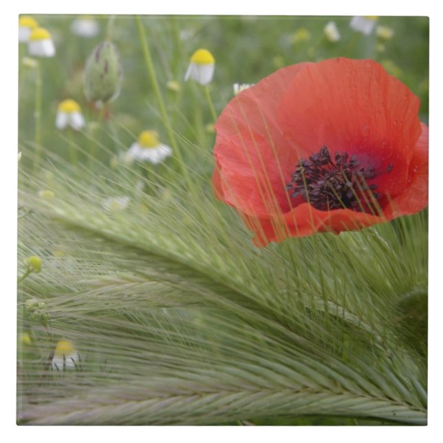 Red poppy flower, Tuscany, Italy Tile (Front)