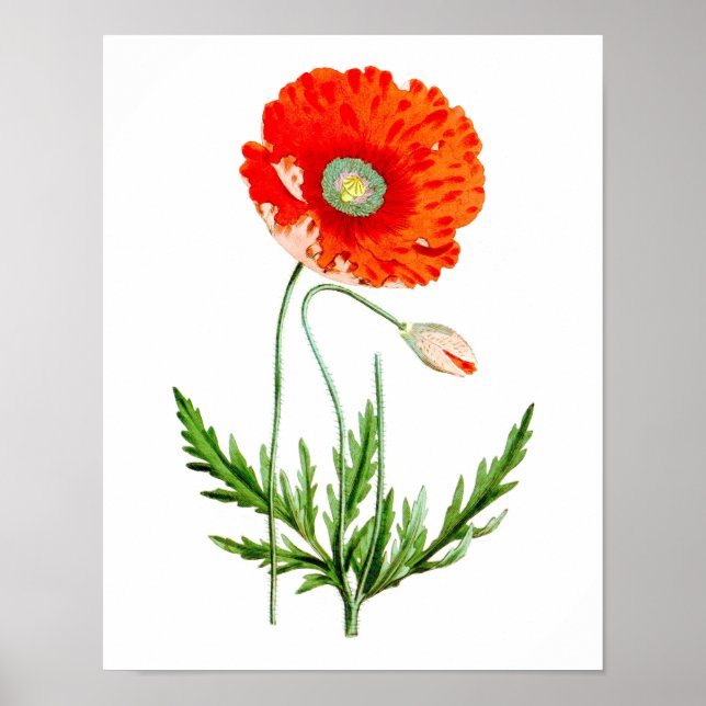 Red Poppy Flower Wall Decor Print #4 (Front)