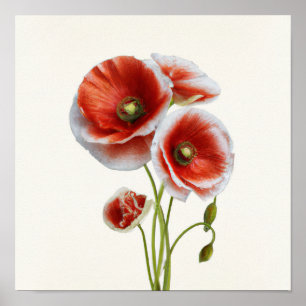 Red Poppy Flowers Art Print Poster