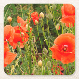 Red Poppy Flowers, Custom Coasters