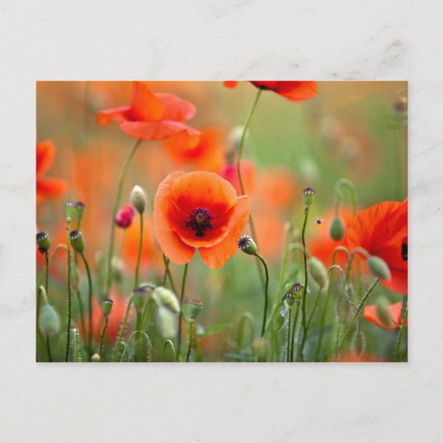 Red Poppy Flowers Postcard (Front)