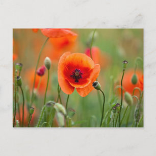Red Poppy Flowers Postcard