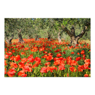 Red poppy flowers under old olive trees photo print