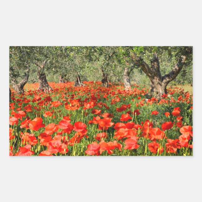 Red poppy flowers under old olive trees rectangular sticker (Front)