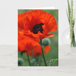 Red Poppy Holiday Card