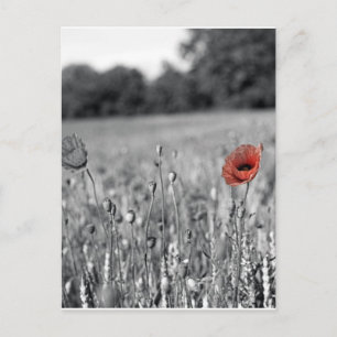 red poppy in a black and white field postcard