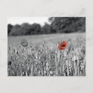 red poppy in a black and white field postcard