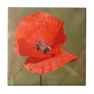 Red Poppy in the Field Ceramic Tile