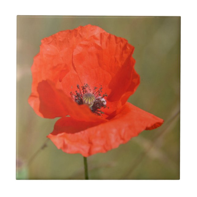 Red Poppy in the Field Ceramic Tile (Front)