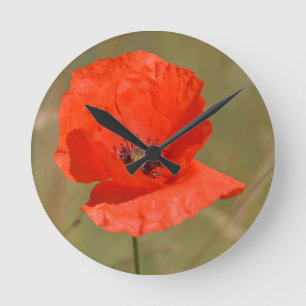 Red Poppy in the Field Round Clock