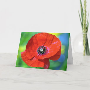 Red Poppy in the Sunshine Photograph Card