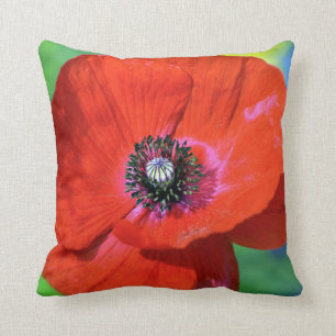Red Poppy in the Sunshine Photograph Cushion